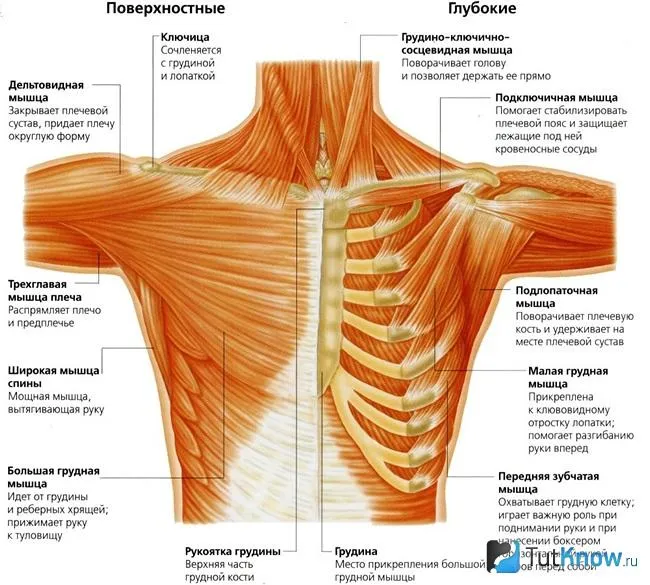 Графическое отображение мышц плечевого пояса.