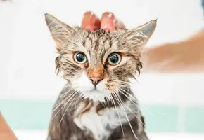 Кошачьи вши - лечение и уход в домашних условиях