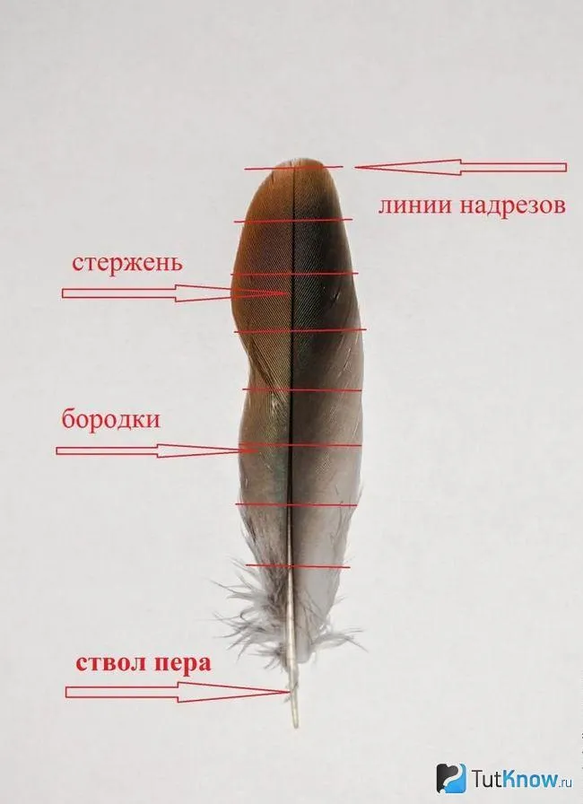 Структура перьев