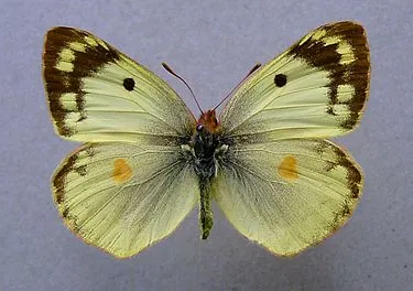 Бабочка-монарх гиале.jpg