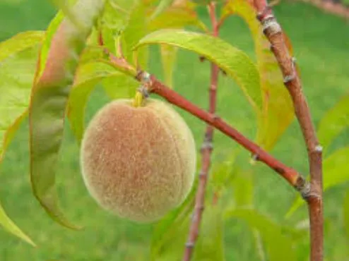 Цвет недозрелых персиков