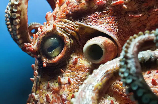 Гигантский кальмар с самыми большими глазами