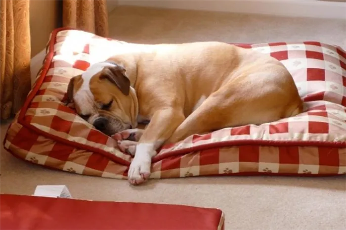 Лежаки для вашей собаки: 9 отличных идей
