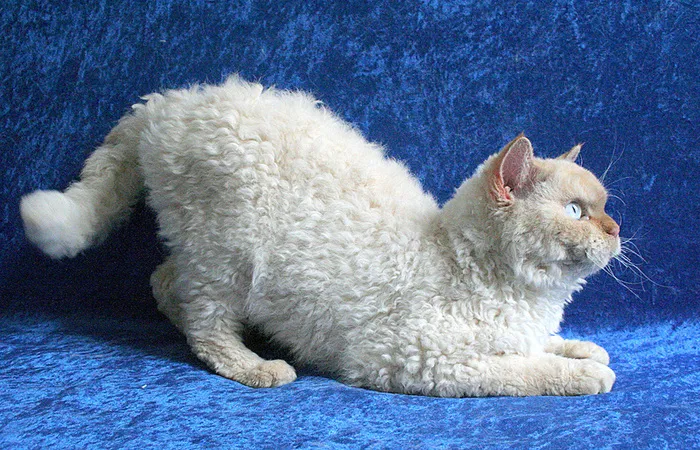 В России эта порода очень редкая и дорогая, стандартные котята стоят около 1000 долларов. /Фото: ilike.pet