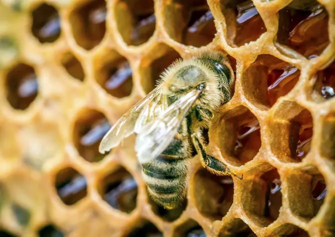 Как получить пчелиный воск