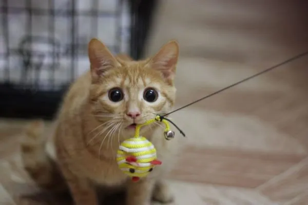 Кошка с мышкой с мячиком