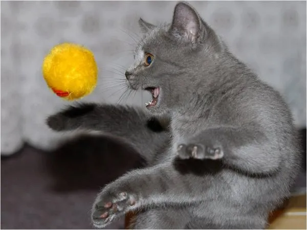 Кошка, играющая с мячом