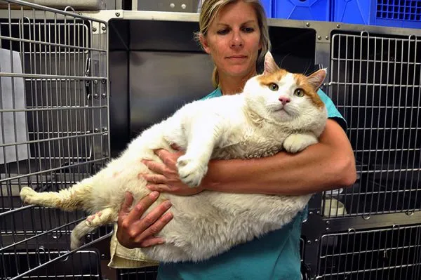 Толстый кот в руках хозяйки