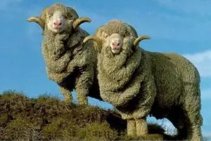Овцы мериносы