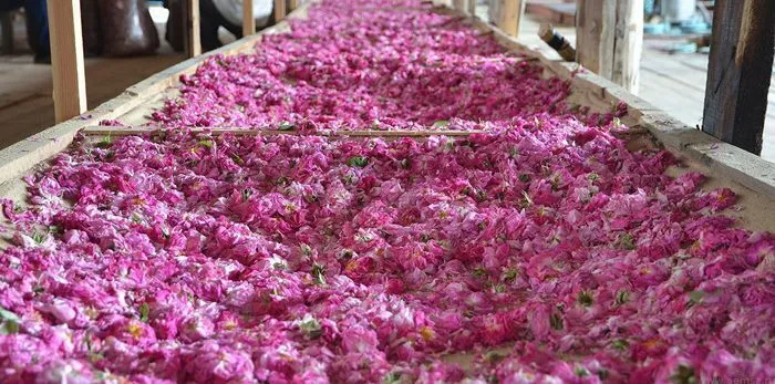 Способы производства розовой воды
