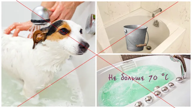 Собака, ведро, горячая вода в ванной