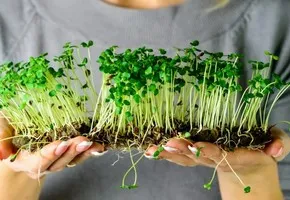 Как выращивать микрозелень в домашних условиях