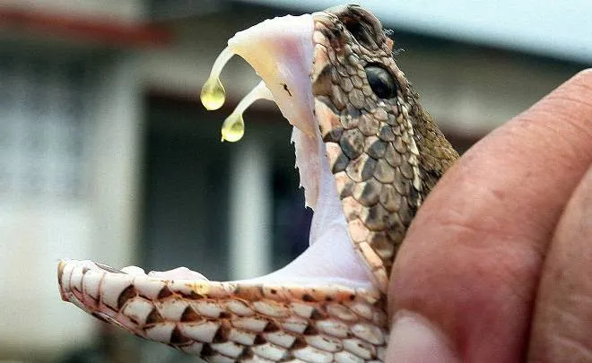 Крем для лица со змеиным ядом