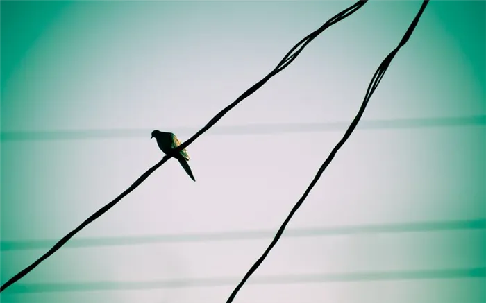 Почему птицы не погибают, сидя на проводах