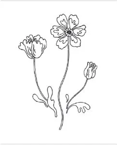 рисунок для вышивки гладью цветы