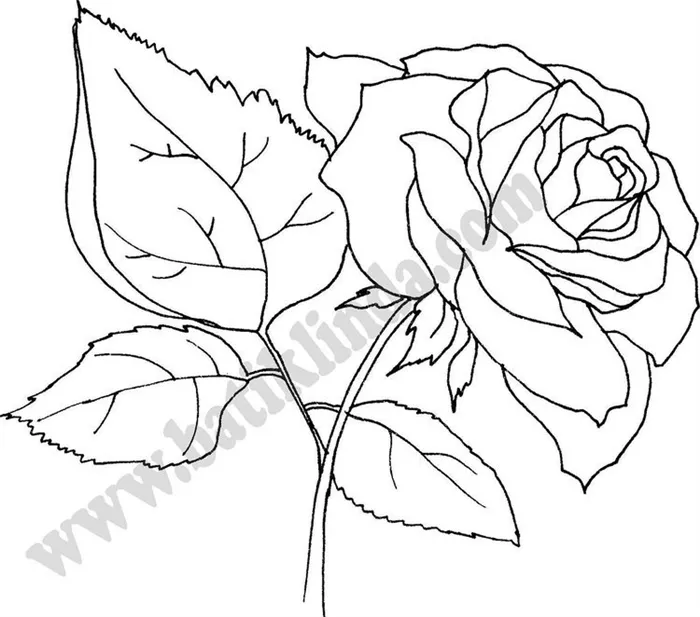 Эскизы роз для вышивания